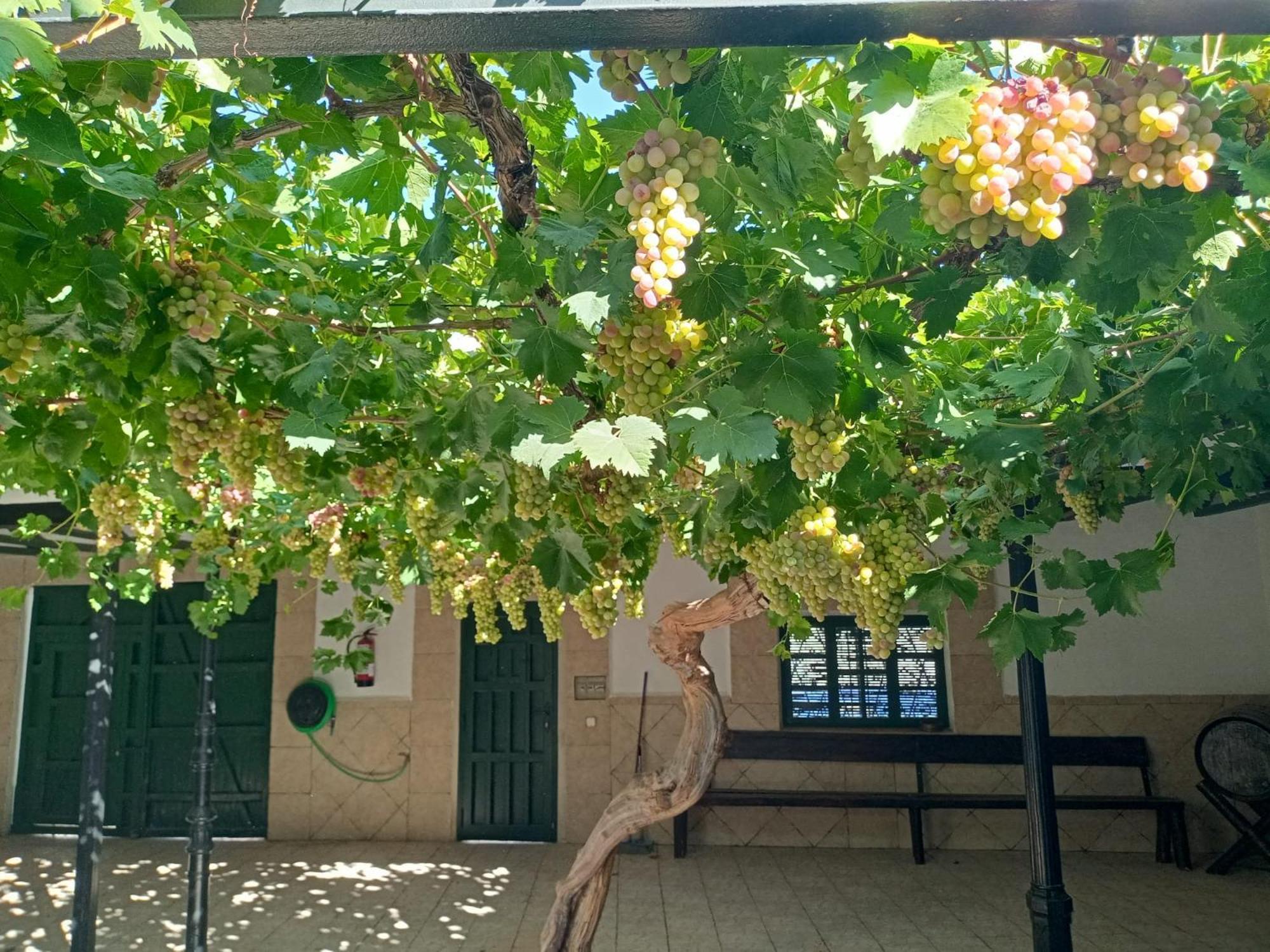 Casa Rural La Del Alba Seria Argamasilla De Alba ภายนอก รูปภาพ
